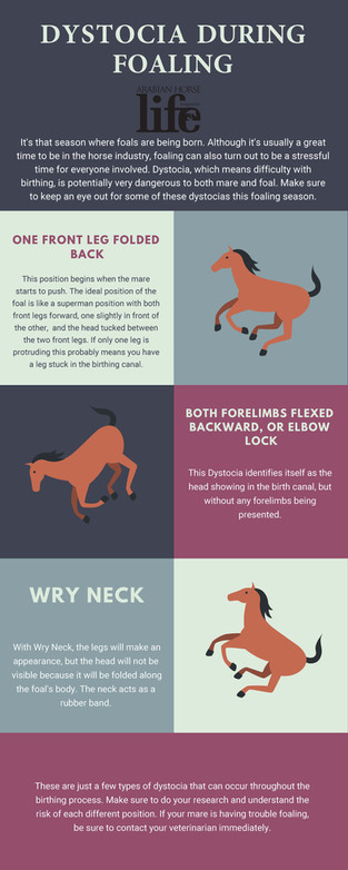 Dystocia During Foaling