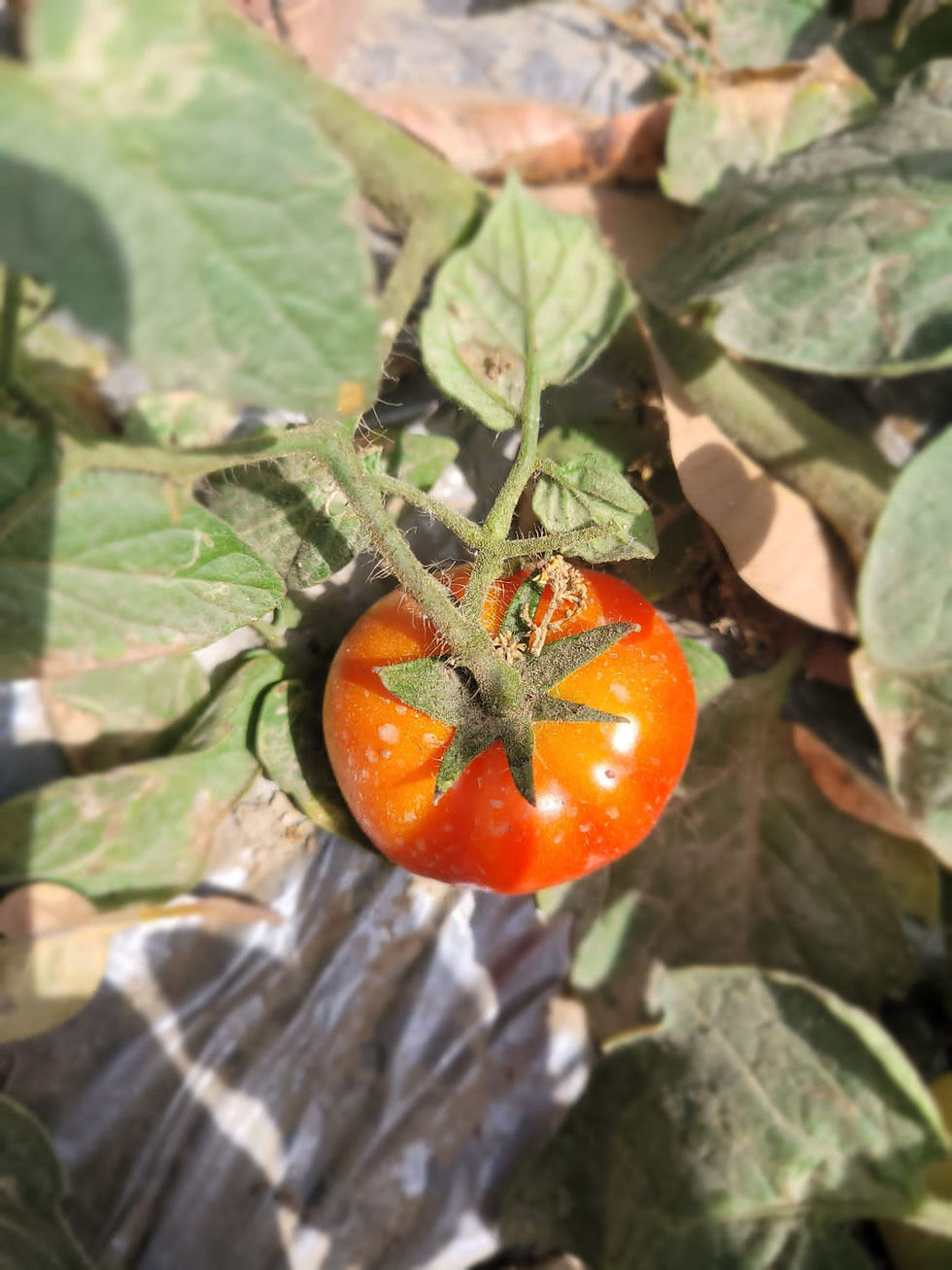 Thumbnail: Tirwa Farms Organic Tomatoes (5 Kg)