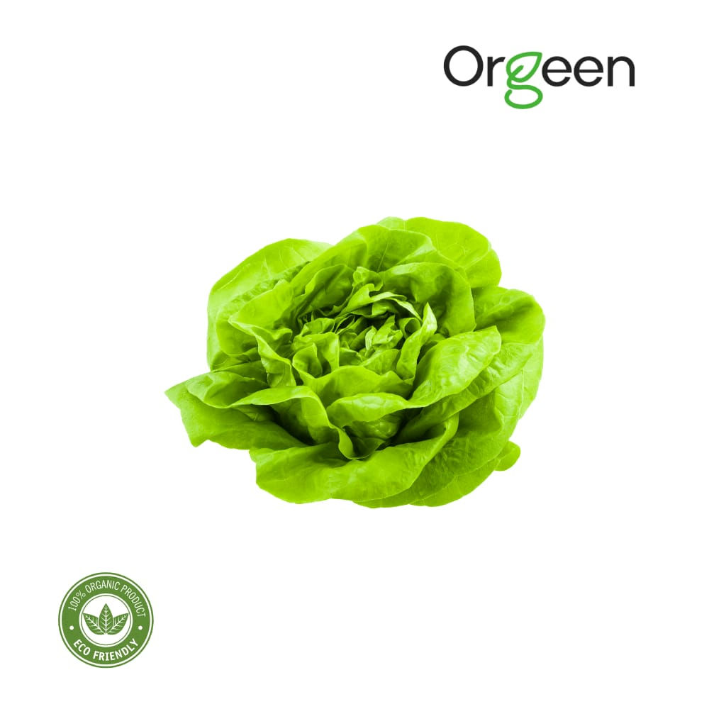 Orgeen - Butterhead Lettuce ( 1 piece )
