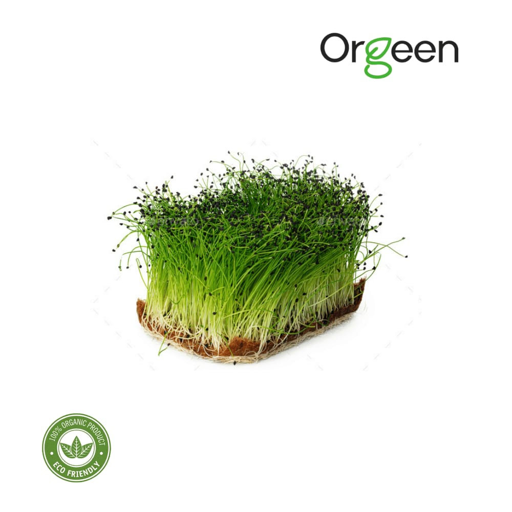 Orgeen - Micro Onion