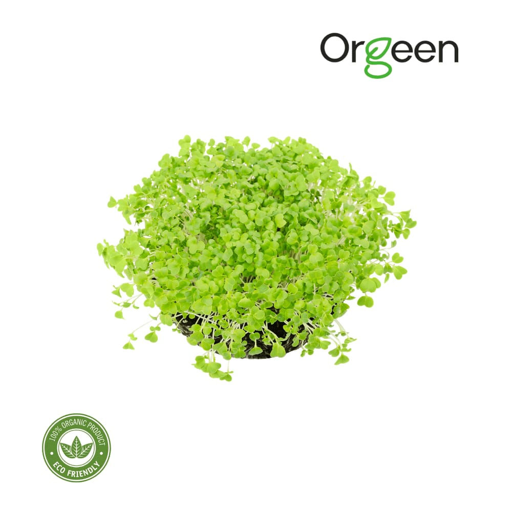 Orgeen - Micro Mustard