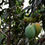 Thumbnail: The Staple Kaka - Kesar Mango