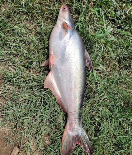 Pyas Fish Image Tirwa Farms - Pangasius (Basa) Fish - 1 Kg approx | Lucknow Farmers Mkt.