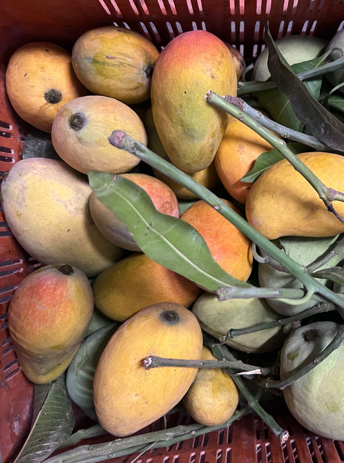 Hazara Orchard - Sunehra lungda