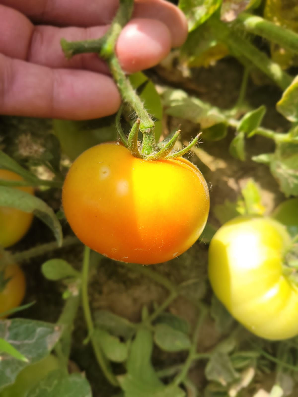 Tirwa Farms Organic Tomatoes (5 Kg)