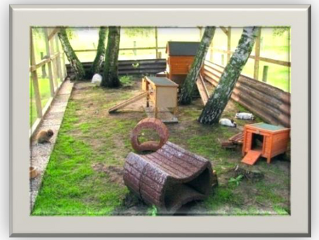 Rabbit's Outside Playtime