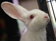 A bunny