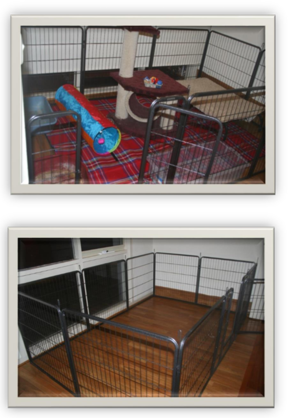 Basic setup for house rabbit