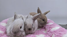 Liam, Leo, Lexie