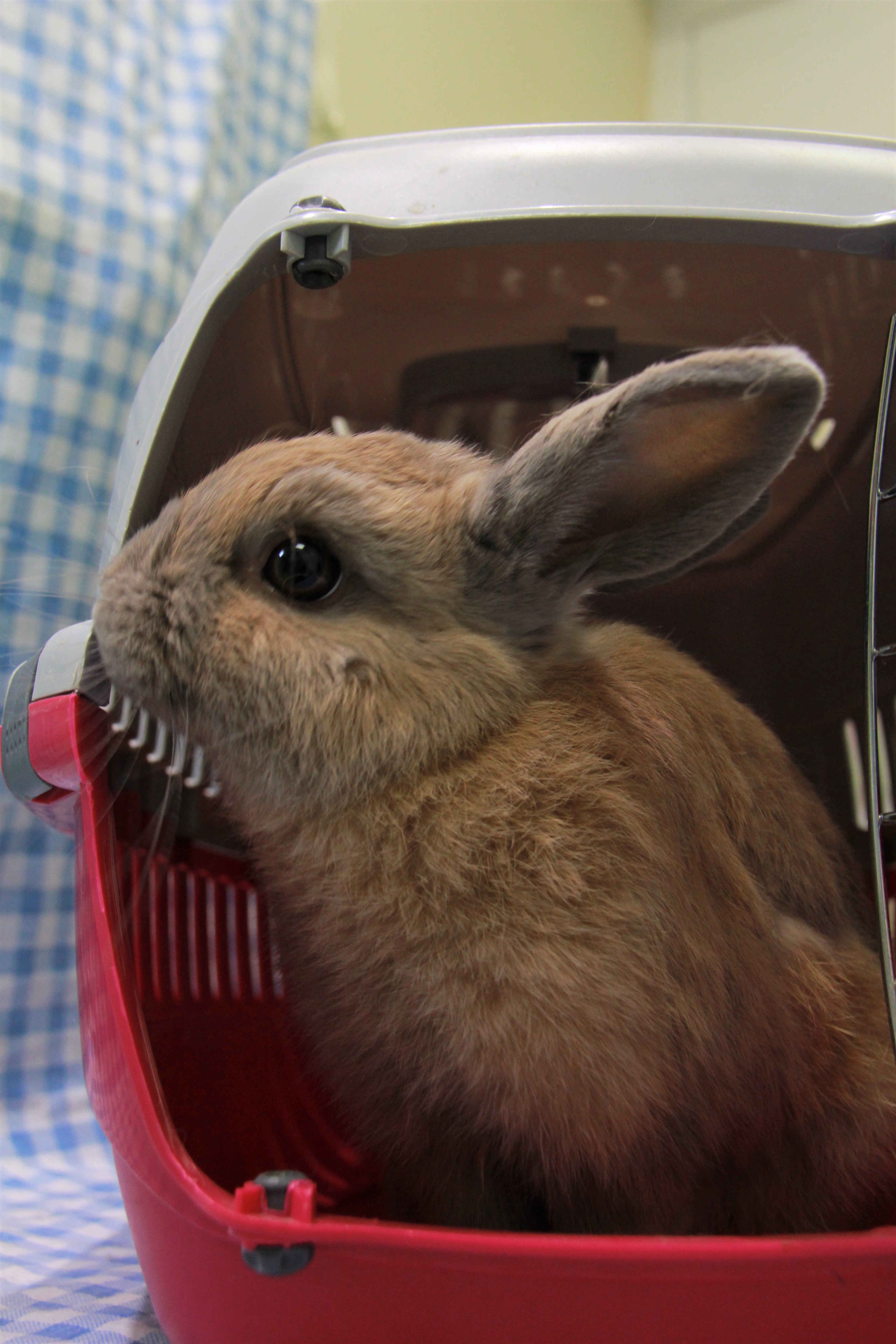 VIB Bunnies rabbitrunaway