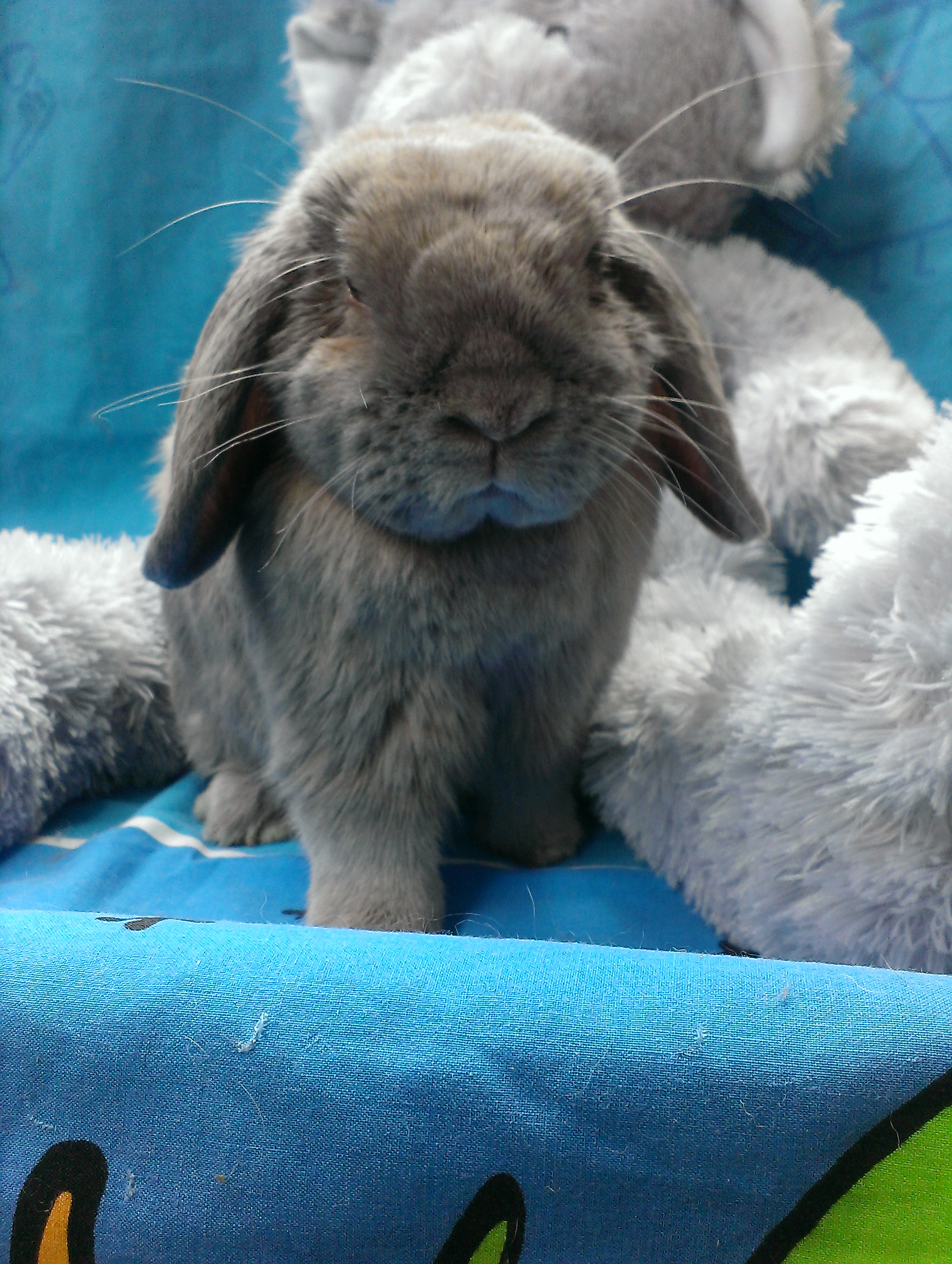 VIB Bunnies | rabbitrunaway