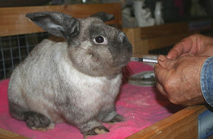 A rabbit and a thermometer