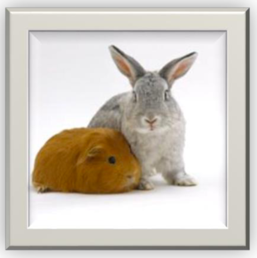 Rabbits and Guinea Pigs