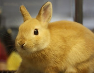 A bunny