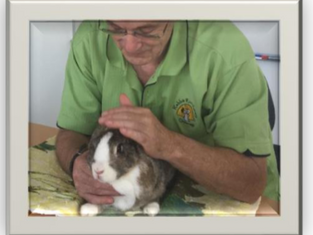 Critical Care for Rabbits