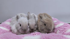 Lennie, Luke, Lola