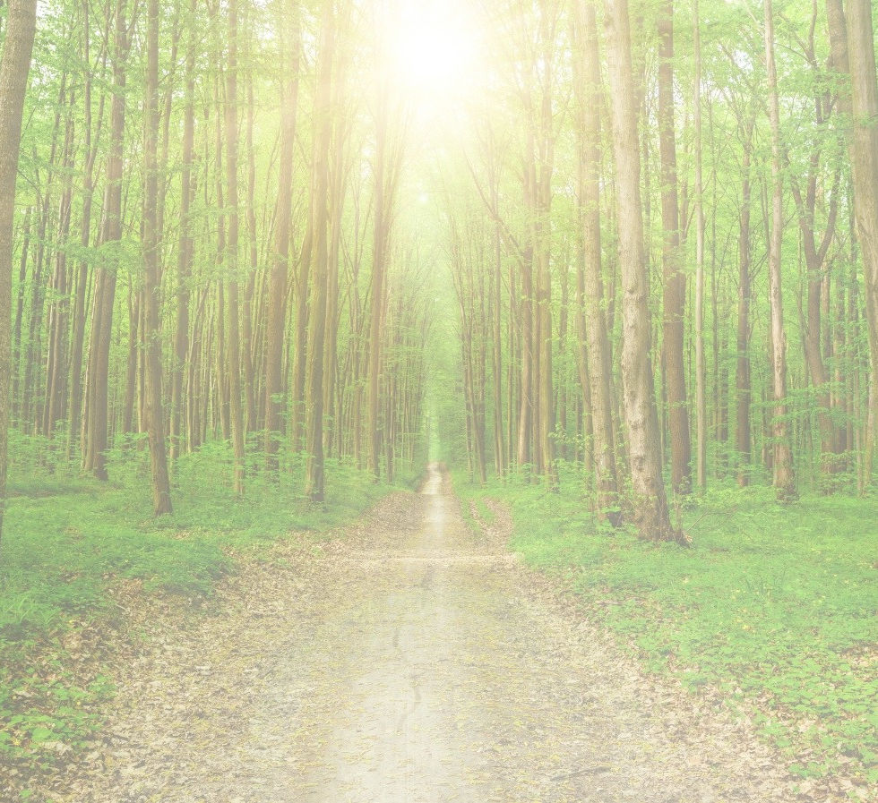 A forest pathway with light breaking through the trees