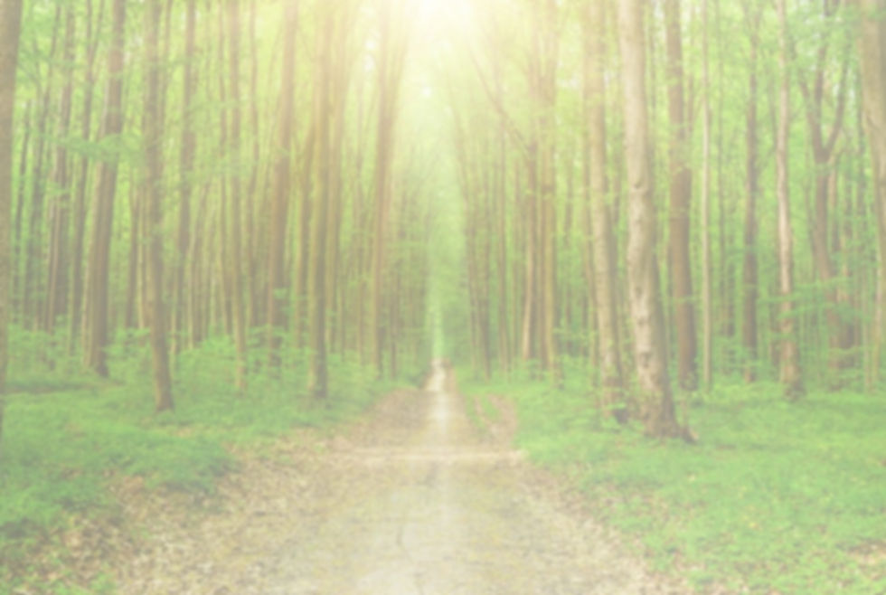 A forest pathway with light breaking through the trees