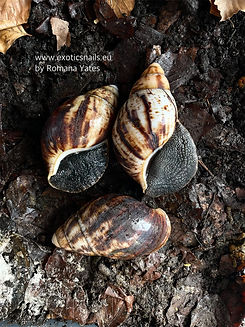archachatina marginata marginata cameroon