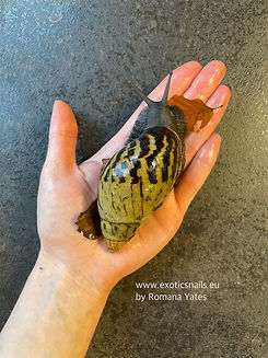 archachatina camerunensis Cameroon