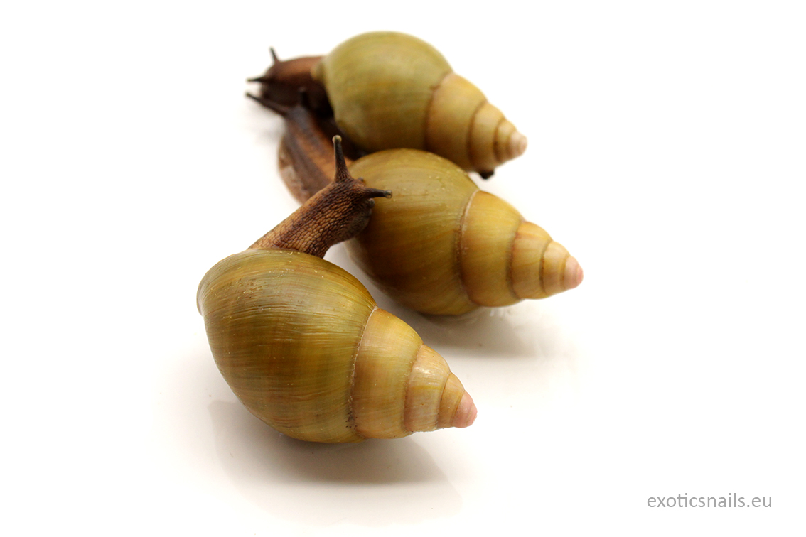 achatina tincta achatina tincta