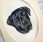 black lab.jpeg
