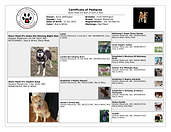 Stars Howl-O Kennels by FurEver Friends Inc