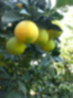 80A55A17-0C21-4CDC-A5F2-D71B36C73161