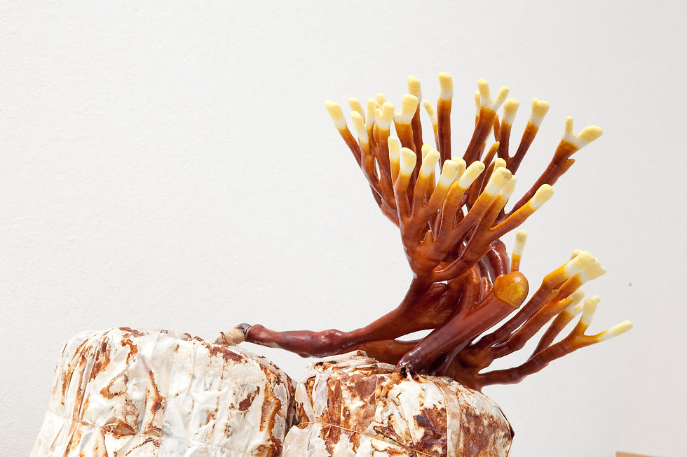 Miniatyrbilde: Hjortehorn Reishi