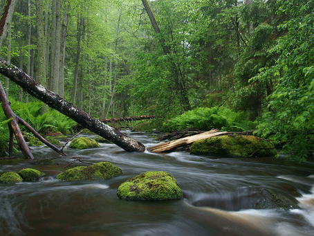 The Effect of Nature Exposure on Brain Function