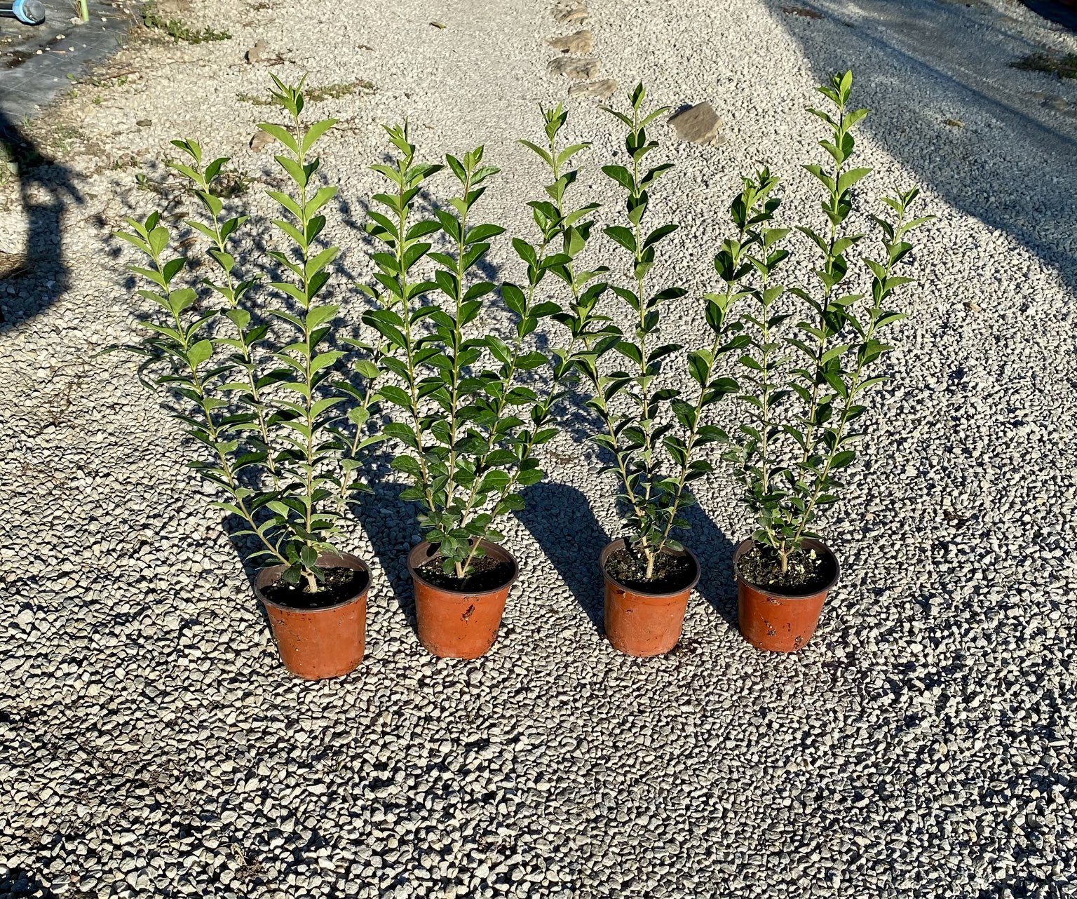 Лигуструм ovalifolium