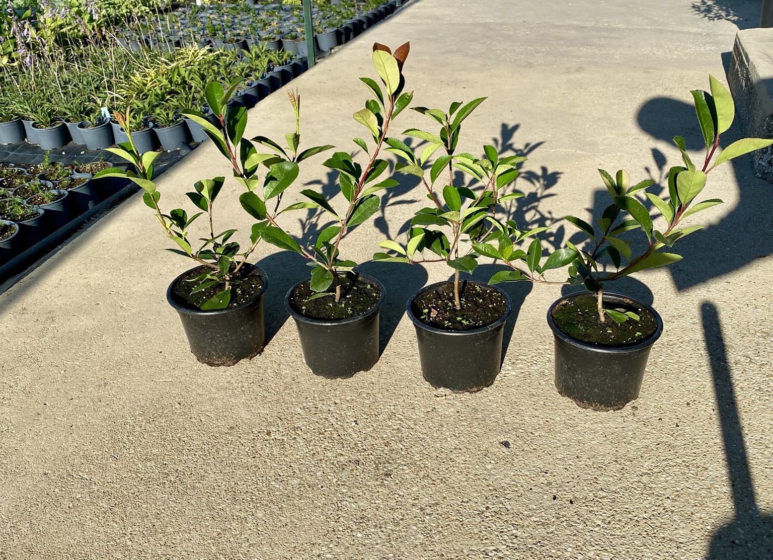 Фотиния Red Robin