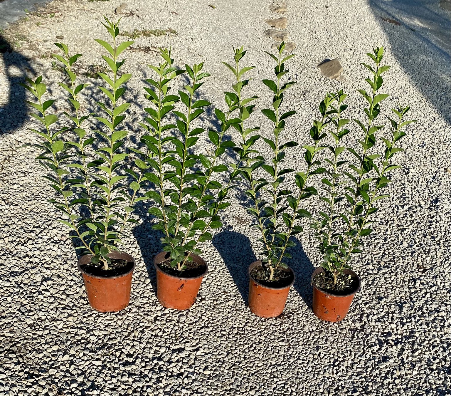 Лигуструм ovalifolium