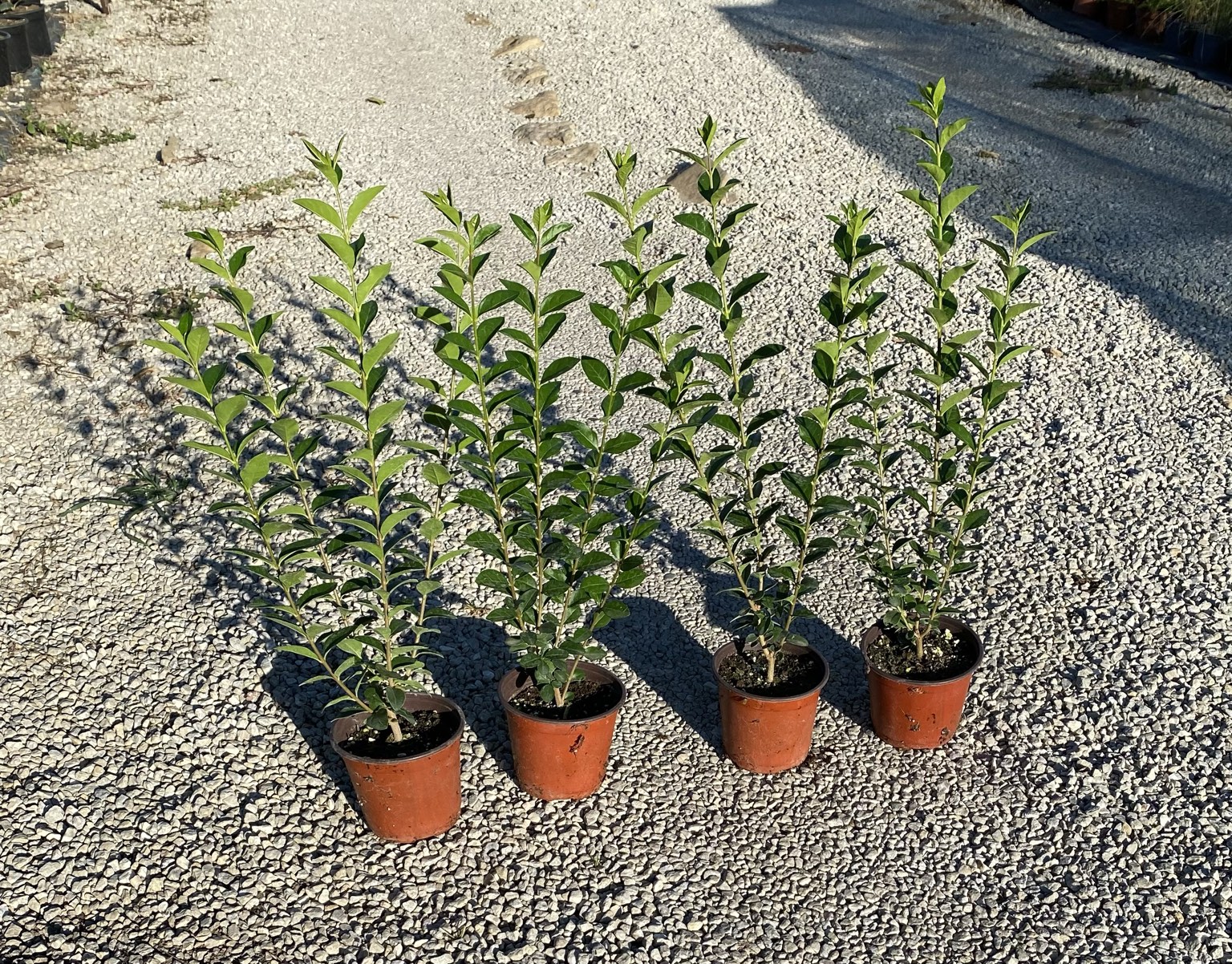 Лигуструм ovalifolium