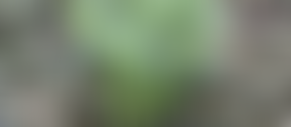 Growing and Preserving Dill (or Any Herb)