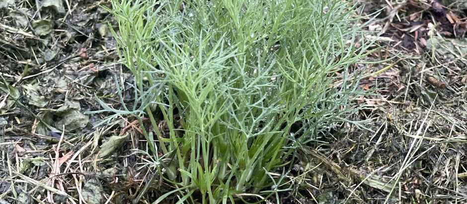 Growing and Preserving Dill (or Any Herb)