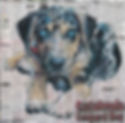 catahoula