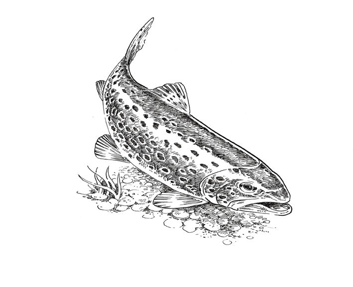 Trout.jpg
