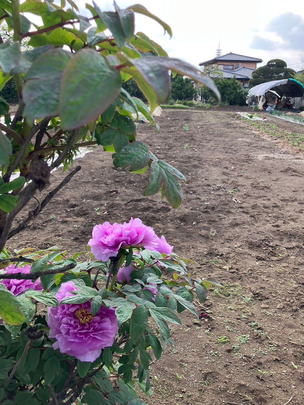 20264016芍薬の季節 (5)