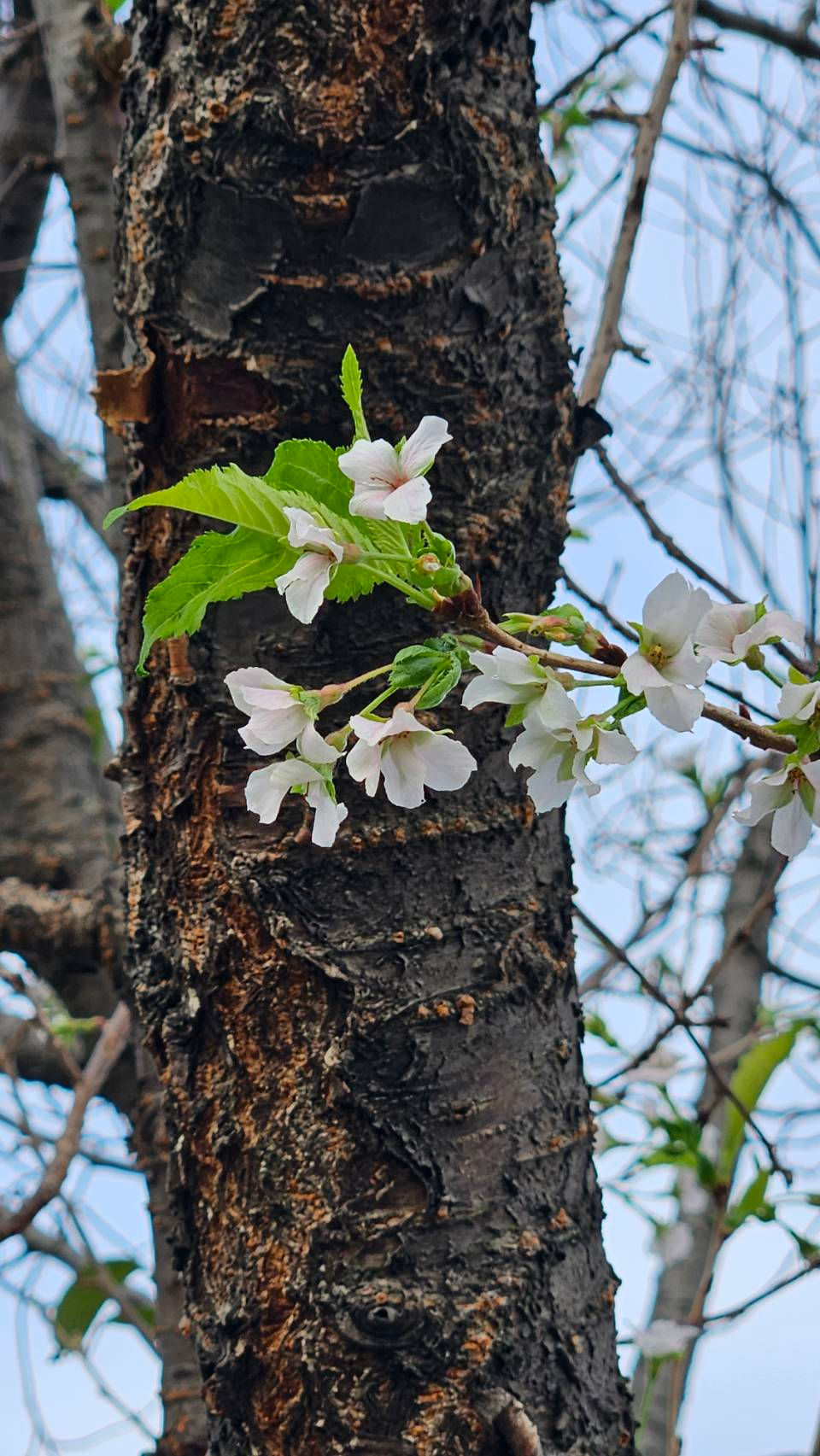 季節を間違えた?桜