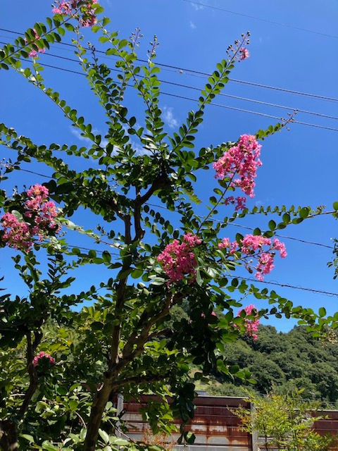 百日紅と夏空３