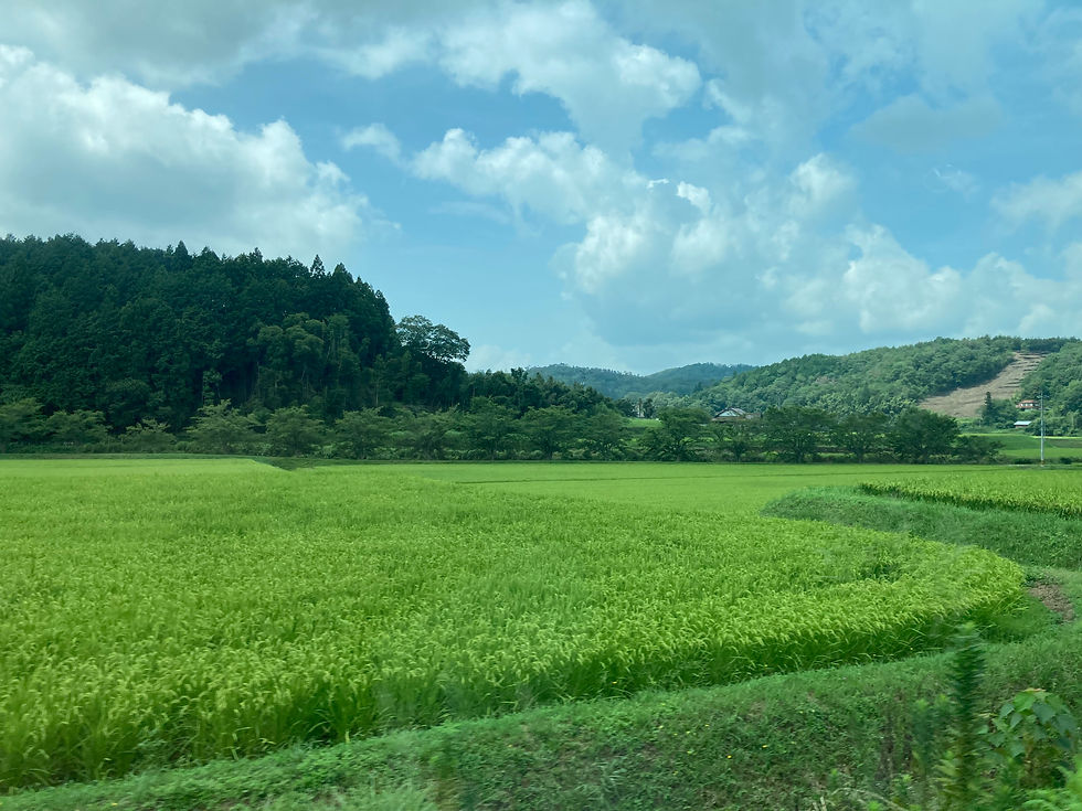 20250815里山の風景5