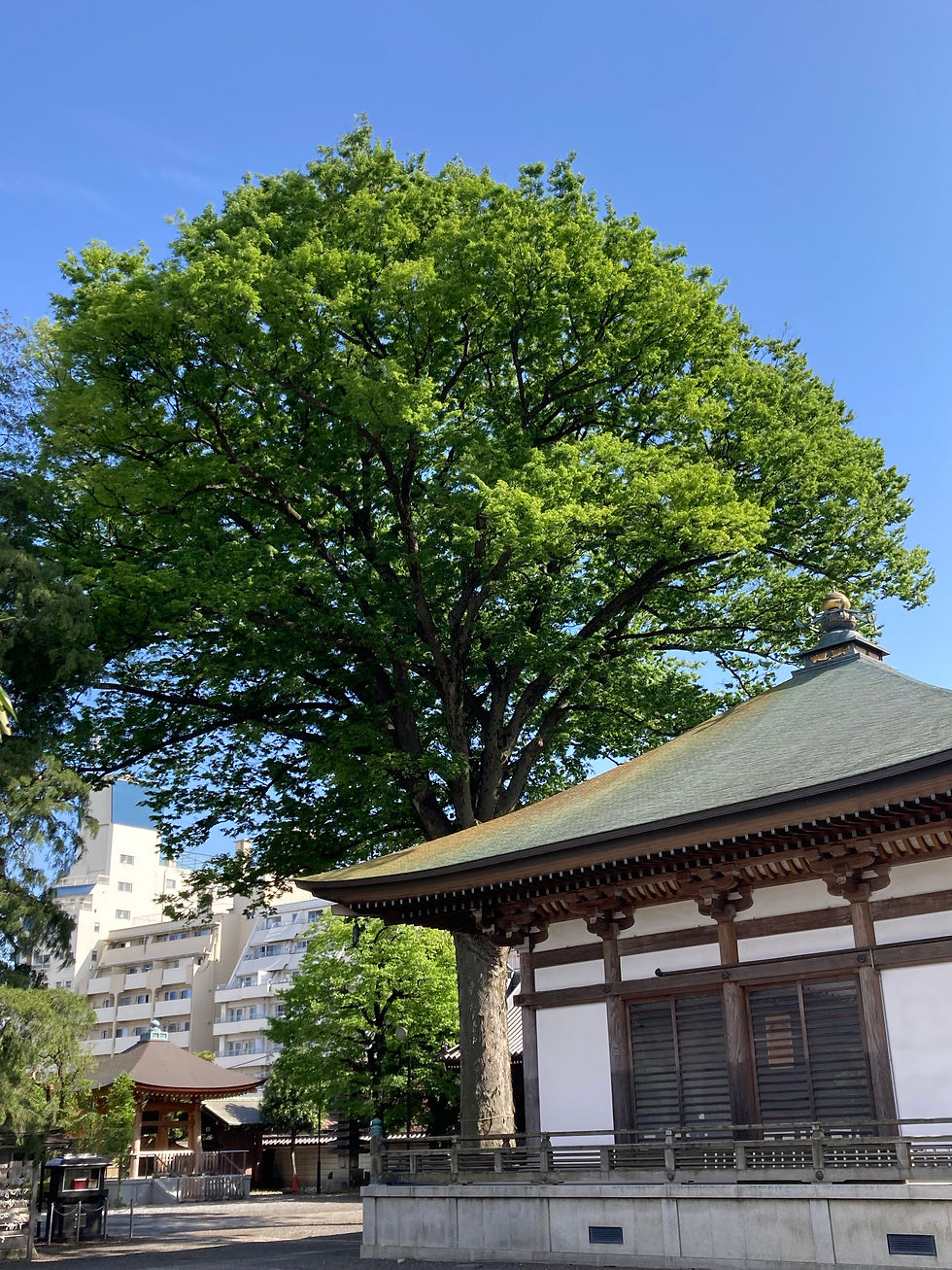 20260423春爛漫 (1)