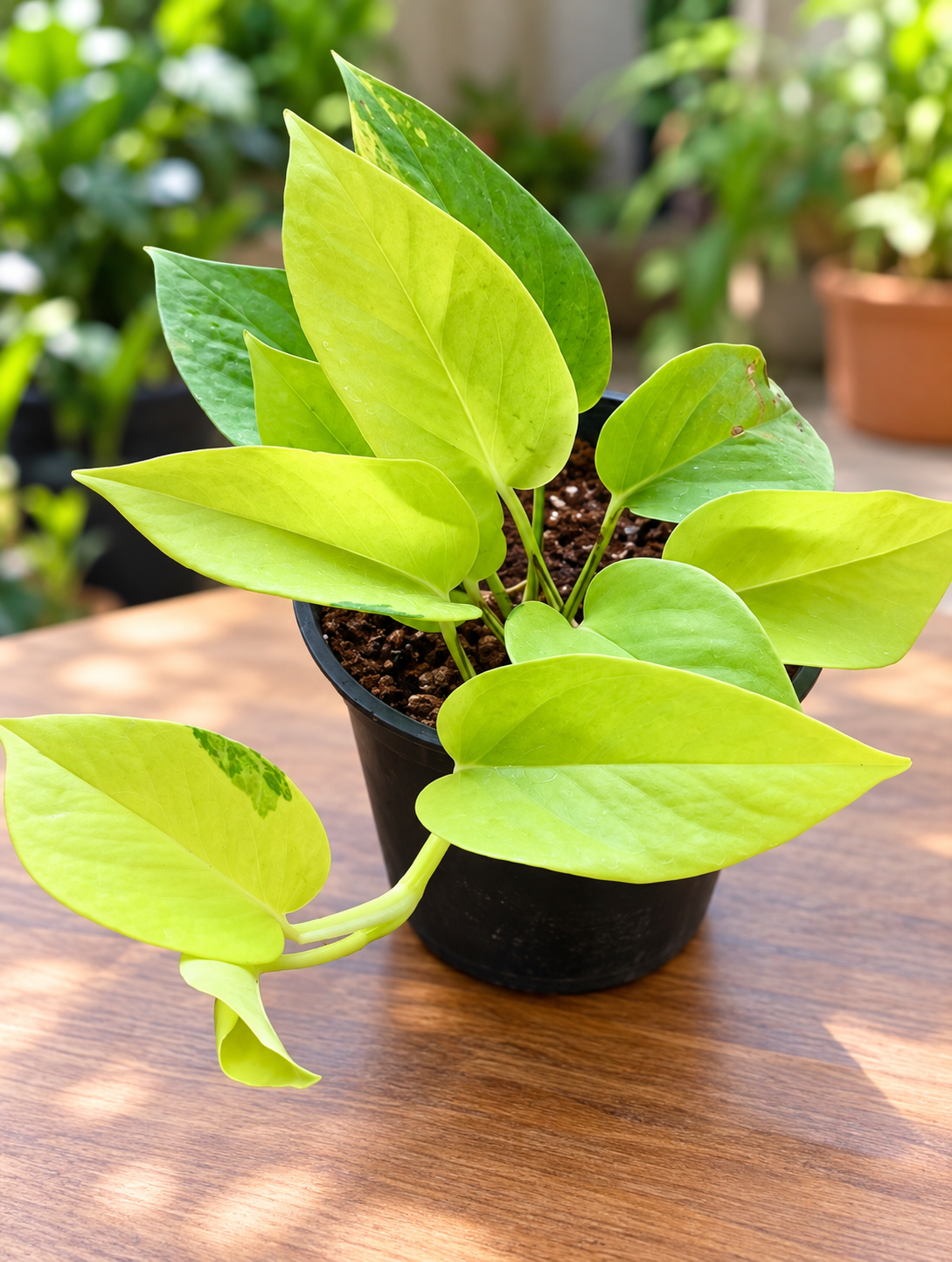 Neon pothos golden money plants