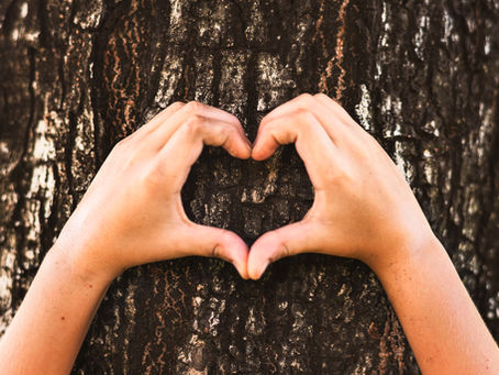 Is Cork Actually Endangered?