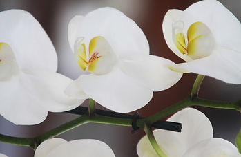 White Orchid Close Up