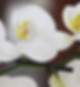 White Orchid Close Up