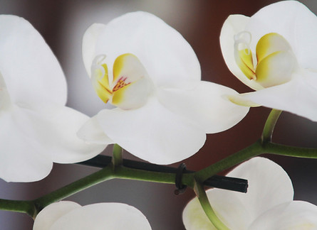 White Orchid Close Up