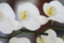 White Orchid Close Up
