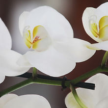 White Orchid Close Up 